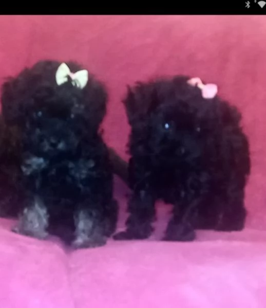  disponibili maschietti e femminucce di barboncino toy 