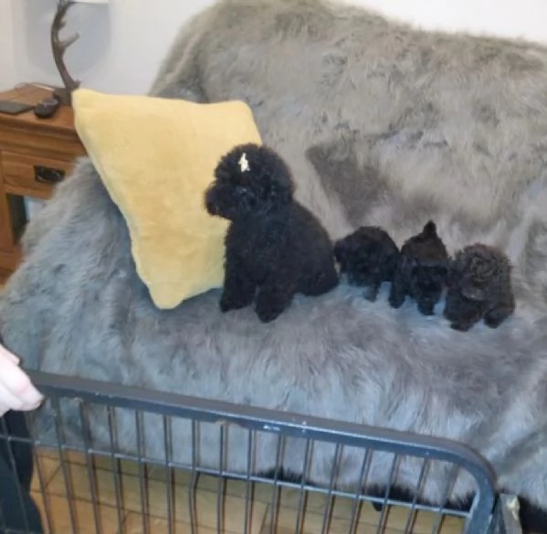  disponibili maschietti e femminucce di barboncino toy 