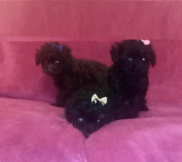  disponibili maschietti e femminucce di barboncino toy  | Foto 0