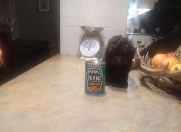  disponibili maschietti e femminucce di barboncino toy  | Foto 0