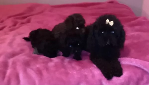  disponibili maschietti e femminucce di barboncino toy  | Foto 0