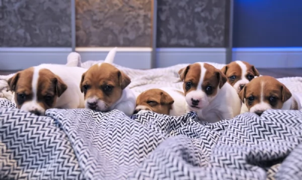  disponibili maschietti e femminucce di jack russell terrier per ladozione