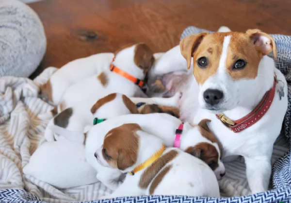  disponibili maschietti e femminucce di jack russell terrier per ladozione | Foto 1