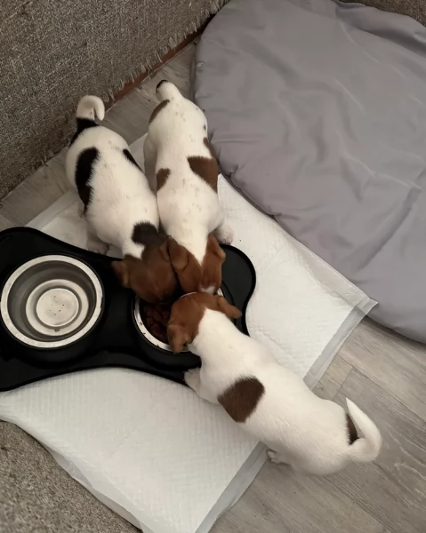  disponibili maschietti e femminucce di jack russell terrier per ladozione | Foto 0