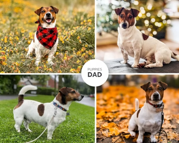  disponibili maschietti e femminucce di jack russell terrier per ladozione | Foto 0