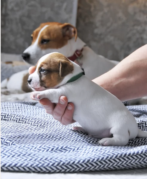  disponibili maschietti e femminucce di jack russell terrier per ladozione
