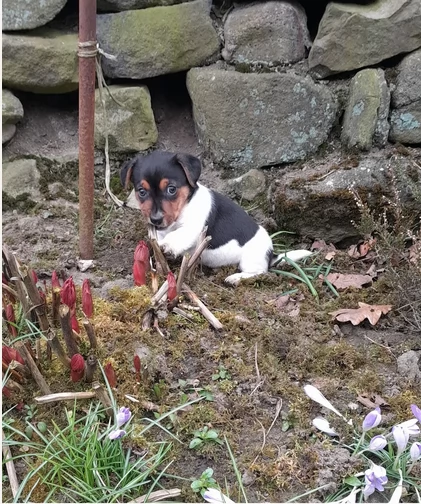  disponibili maschietti e femminucce di jack russell terrier per ladozione | Foto 4
