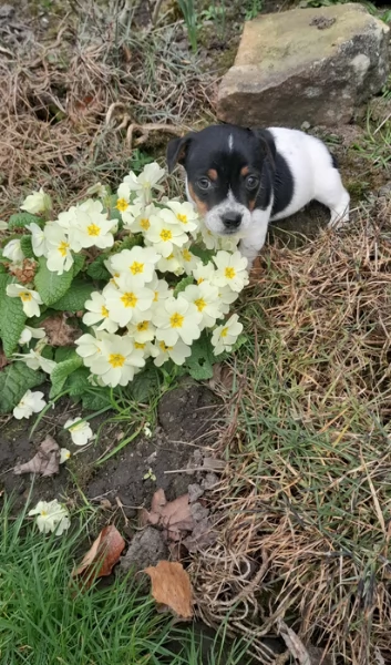  disponibili maschietti e femminucce di jack russell terrier per ladozione | Foto 3