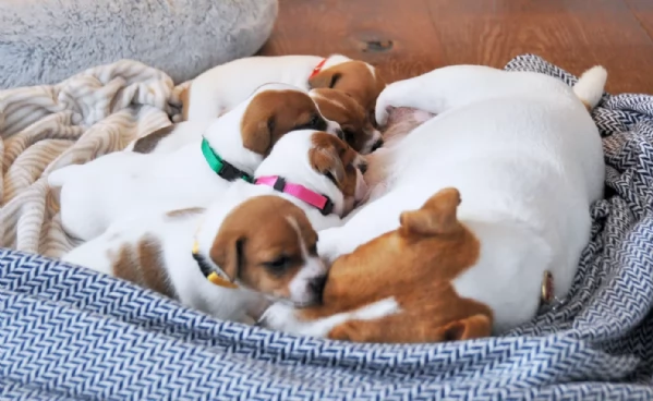  disponibili maschietti e femminucce di jack russell terrier per ladozione