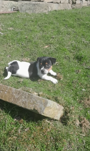  disponibili maschietti e femminucce di jack russell terrier per ladozione | Foto 0