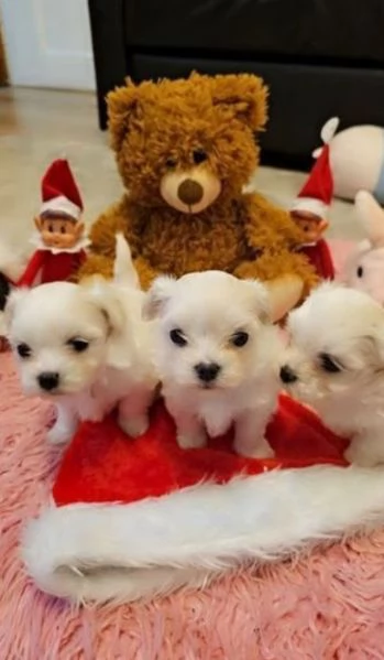 CUCCIOLI DI Maltese ALLEVATI CON AMORE per adozione | Foto 2