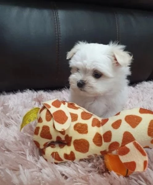 CUCCIOLI DI Maltese ALLEVATI CON AMORE per adozione | Foto 0