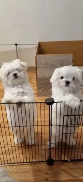 CUCCIOLI DI Maltese ALLEVATI CON AMORE per adozione