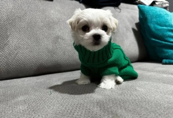 CUCCIOLI DI Maltese ALLEVATI CON AMORE per adozione | Foto 0