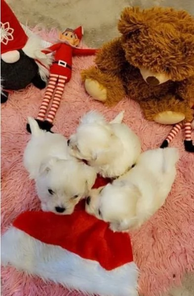 CUCCIOLI DI Maltese ALLEVATI CON AMORE per adozione