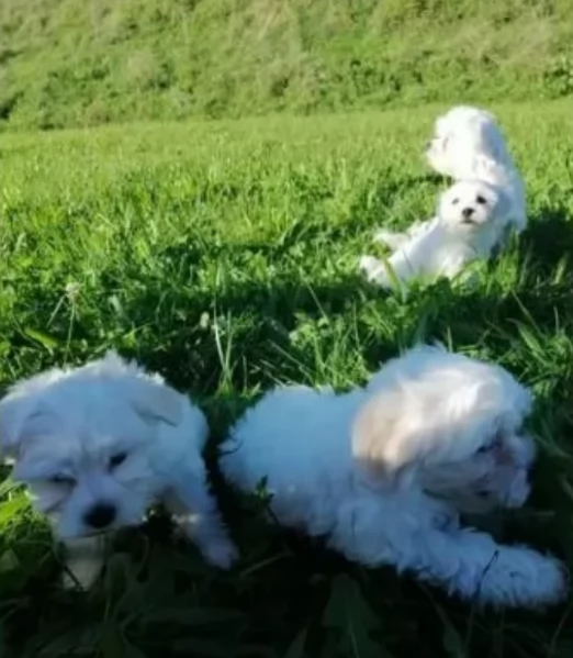 CUCCIOLI DI Maltese ALLEVATI CON AMORE per adozione | Foto 2
