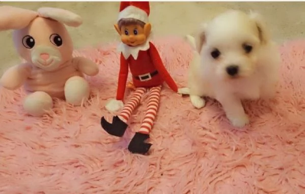 CUCCIOLI DI Maltese ALLEVATI CON AMORE per adozione | Foto 4