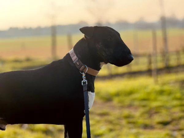 Bull Terrier maschio di 3 anni cerca casa | Foto 4
