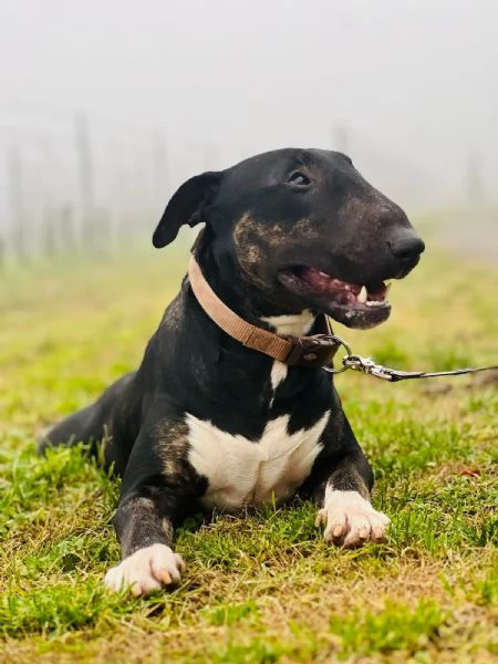 Bull Terrier maschio di 3 anni cerca casa | Foto 3