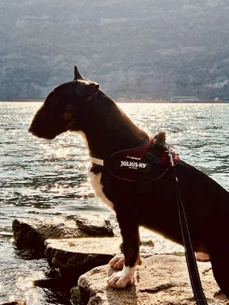 Bull Terrier maschio di 3 anni cerca casa | Foto 2