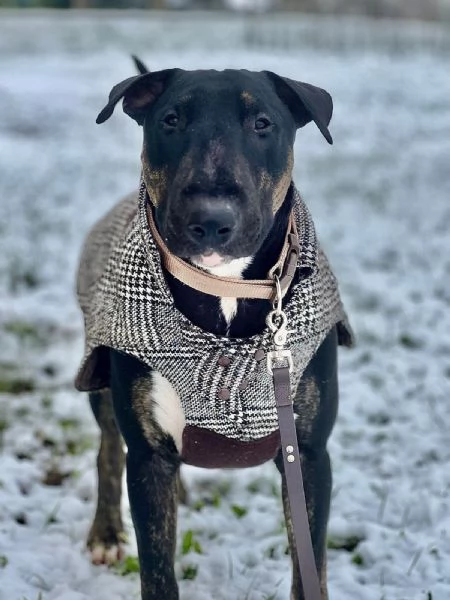 Bull Terrier maschio di 3 anni cerca casa | Foto 1