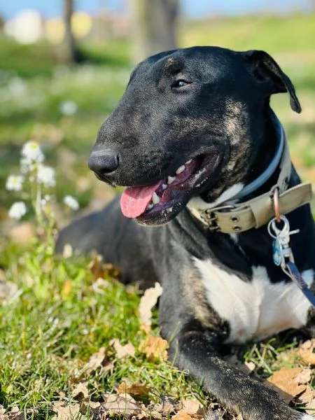 Bull Terrier maschio di 3 anni cerca casa