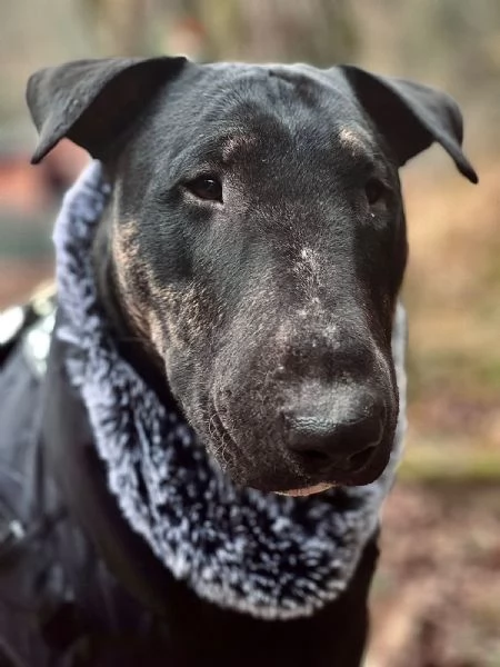 Bull Terrier maschio di 3 anni cerca casa | Foto 0