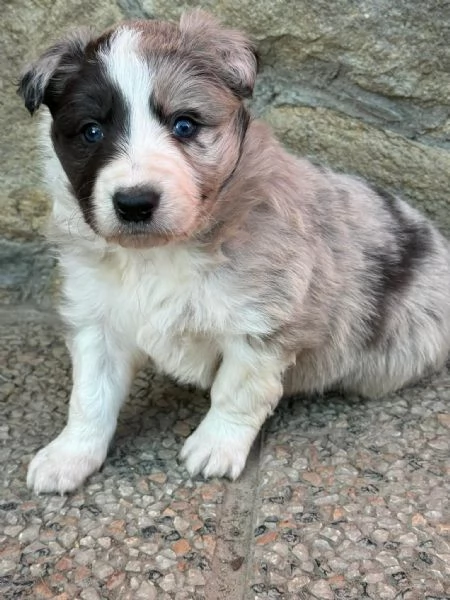 Cuccioli border collie 