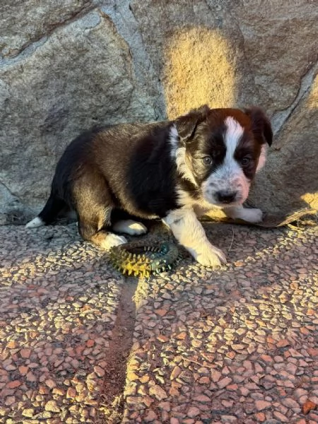 Cuccioli border collie  | Foto 1