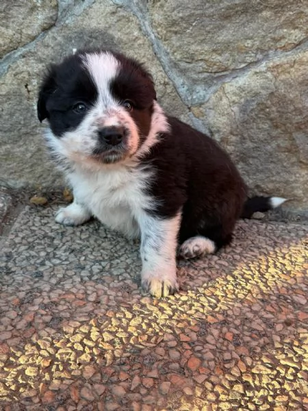 Cuccioli border collie  | Foto 0