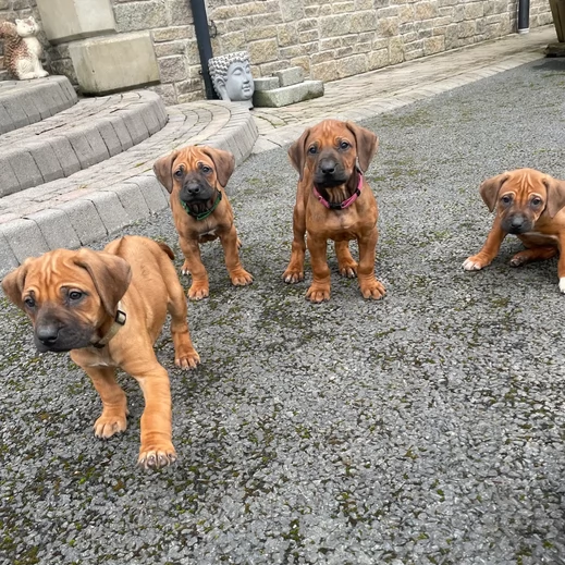 Adozione di Rhodesian Ridgeback cuccioli
