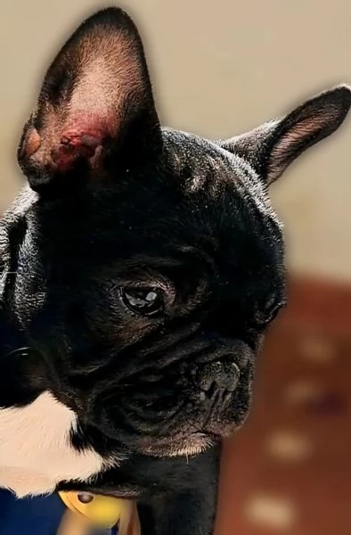 Bouledogue francese | Foto 1