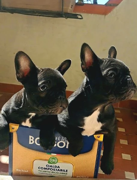 Bouledogue francese | Foto 0