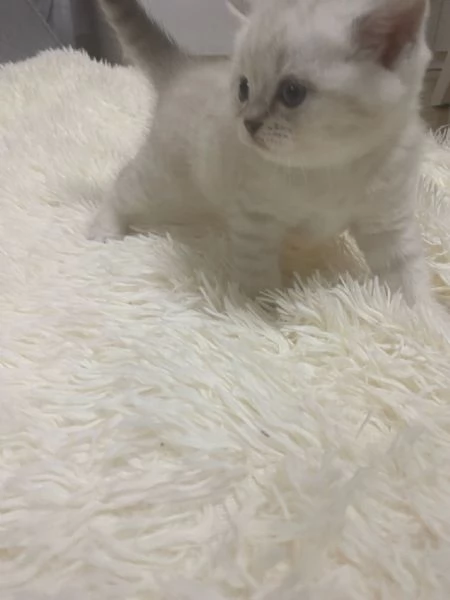 Cuccioli scottish straight  | Foto 5