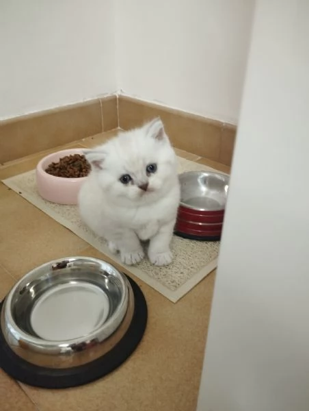 Cuccioli scottish straight  | Foto 4