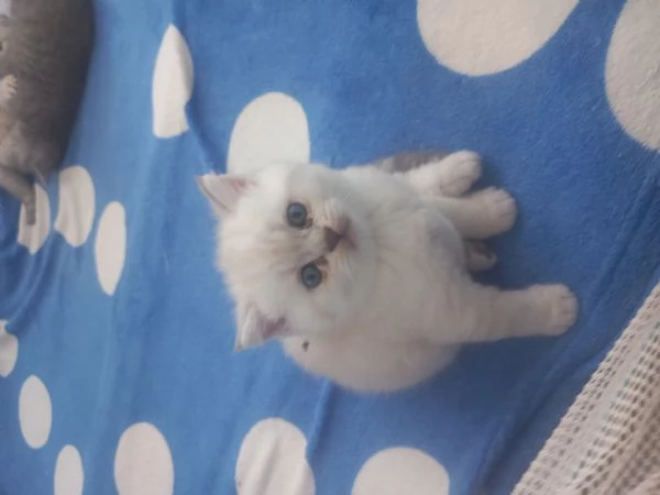 Cuccioli scottish straight  | Foto 2