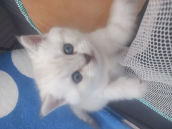 Cuccioli scottish straight  | Foto 1