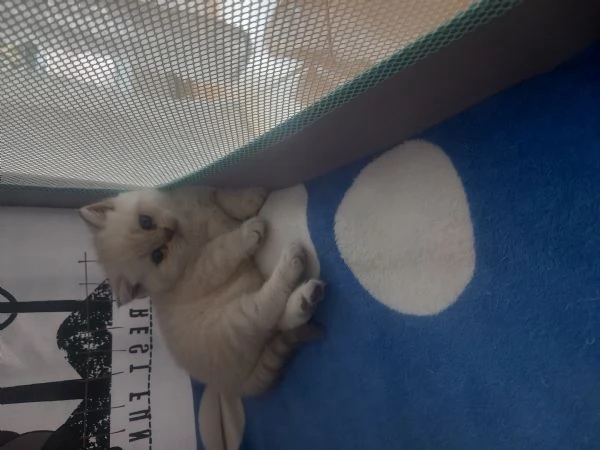 Cuccioli scottish straight 