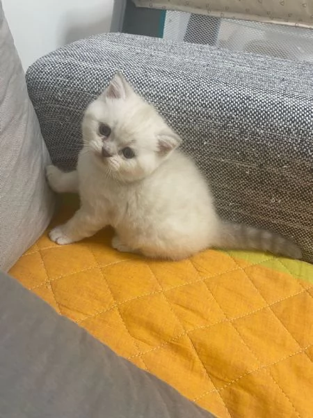 Cuccioli scottish straight  | Foto 0