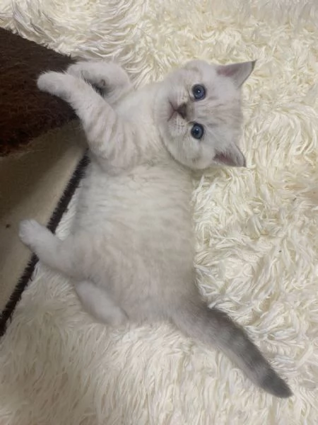 Cuccioli scottish straight  | Foto 2