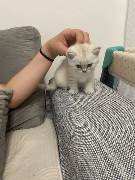 Cuccioli scottish straight  | Foto 1