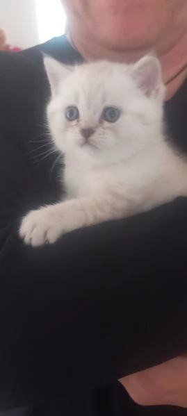 Cuccioli scottish straight  | Foto 0