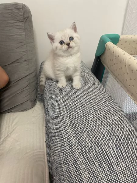 Cuccioli scottish straight 