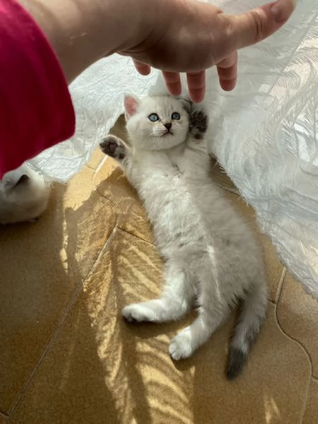 Cucciolo scottish straight  | Foto 3