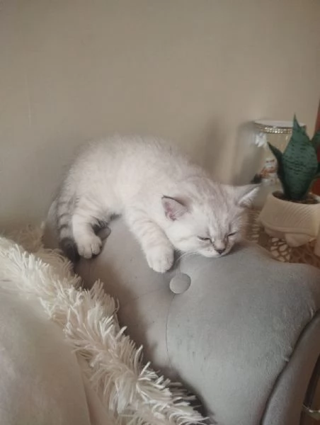 Cucciolo scottish straight  | Foto 1