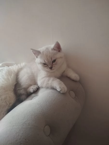 Cucciolo scottish straight  | Foto 0