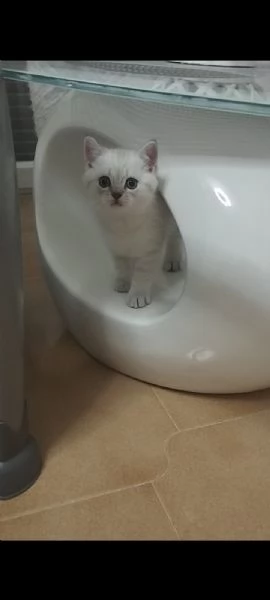 Cucciolo scottish straight 