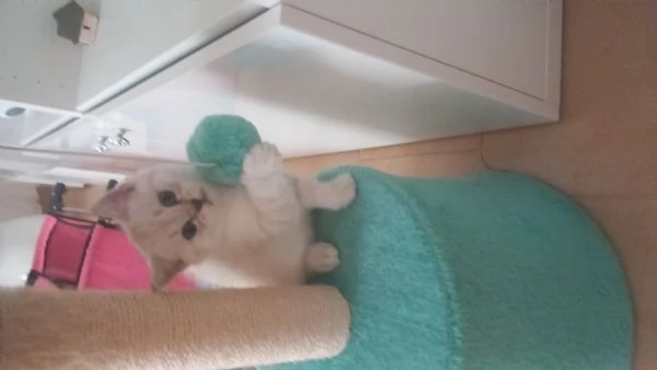 Cuccioli scottish fold e straight  | Foto 4