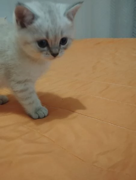 Cuccioli scottish fold e straight  | Foto 3