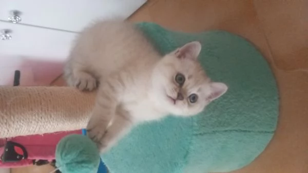 Cuccioli scottish fold e straight  | Foto 2